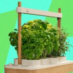 Auk Mini 2 Indoor Smart Garden Review: Better Where It Counts